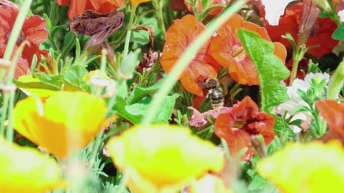 Bee Collecting Pollen on Colorful Flowers
