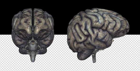 Brain - Rotten, Elements Motion Graphics ft. 3d & anatomy - Envato