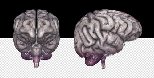 Rotating 3D Human Brain Model for Medical and Science