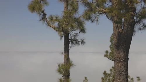 El Teide en Tenerife cubierto de niebla