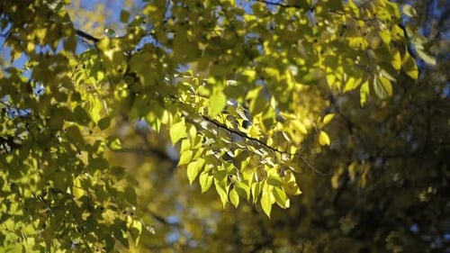 Sunny Leaves 02