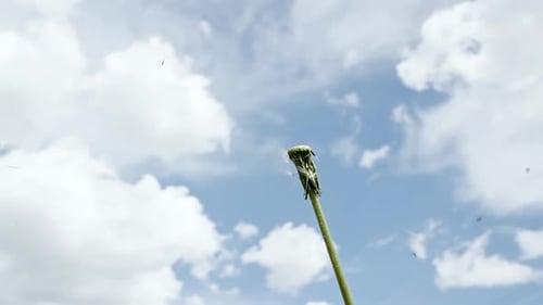 Breeze bläst weiche weiße Samen einer Löwenzahnblüte bei Against the Sky