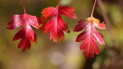 Drei Herbst-Rotes Blatt