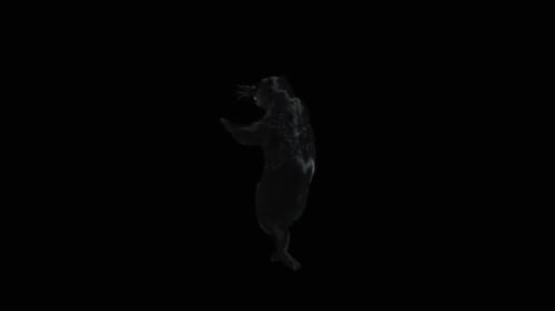 3D Animated Black Panther Standing and Observing