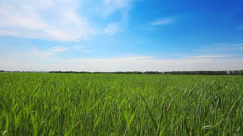 Green Field With Young Wheat Under Blue Sky
