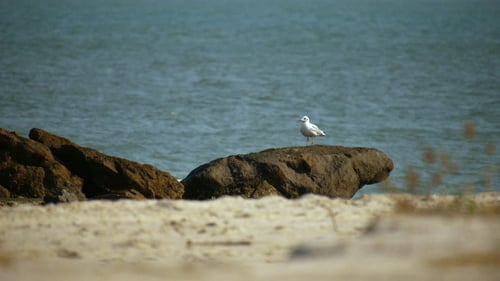 Seagull On Rock By The Sea
