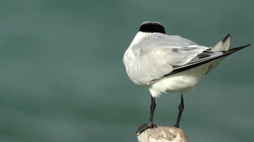 Vögel & Wildtiere Mexiko 10