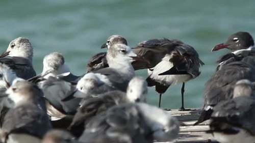 Vögel & Wildtiere Mexiko 5