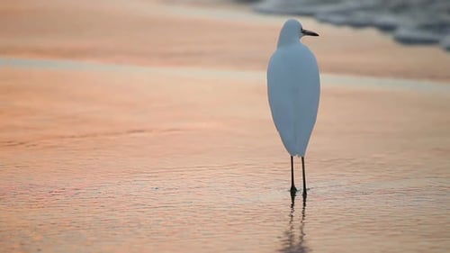 Elegant White Heron Wading on Sandy Beach at Sunset
