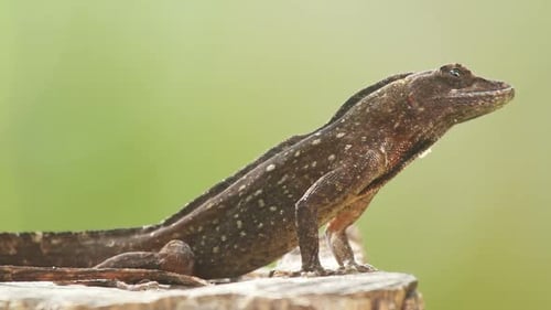 Eidechse Mexiko Wildlife 8