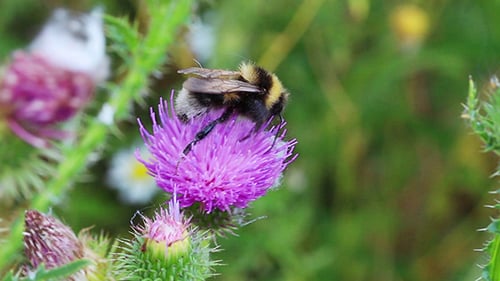 Bumble Bee Feeding on Purple Thistle Flower