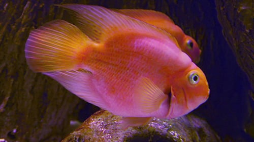 Big Goldfishe In Aquarium