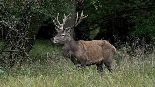 750705 Red Deer, cervus elaphus, Stag Eating Grass, Sweden, Real Time