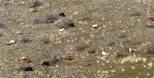 Goats Graze on a Hilly Rural Landscape