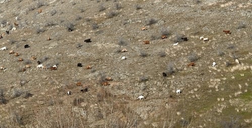 Goats Grazing on a Grassy Hillside