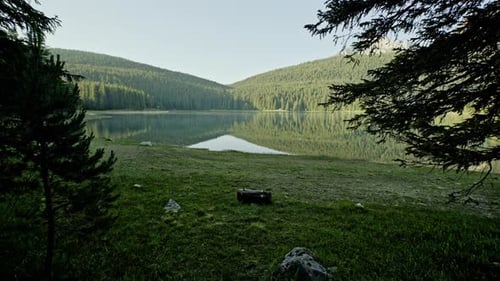 Walking Through a Dense Fir Forest Towards a Lake