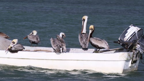 Brown Pelicans On A Fishing Boat