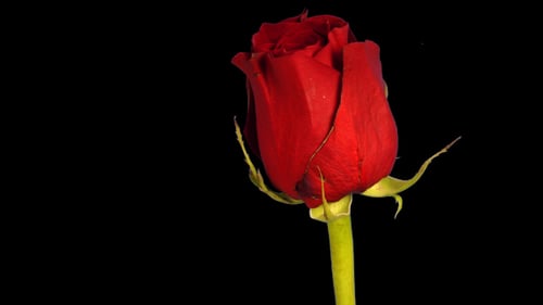 Red Rose Blooming and Wilting Close Up Time Lapse