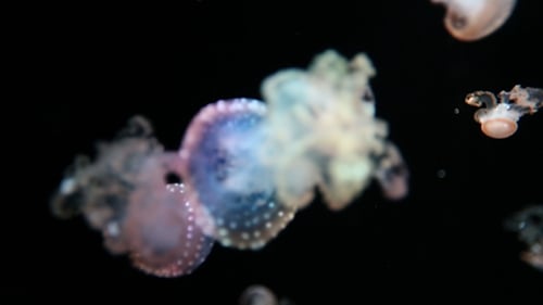 Quallen und Meereslebewesen in einem Aquarium 20