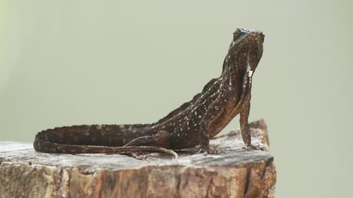 Lizard Mexico Wildlife 6