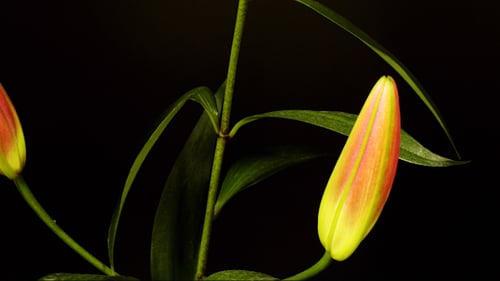 Red Lily Blooming Beautiful Time Lapse