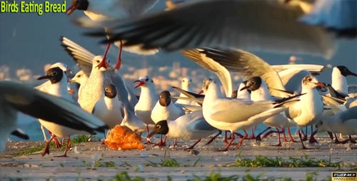 Birds Eating Bread