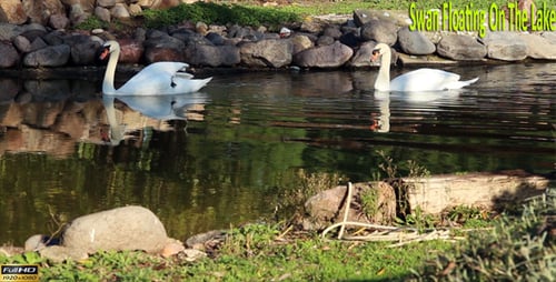 Swan Floating On The Lake