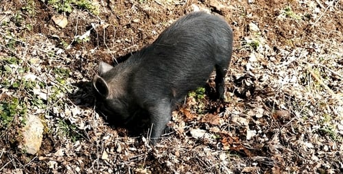 Black Pig Foraging on a Leafy Rural Ground