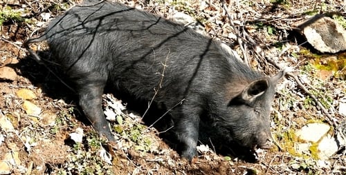 Black Pig Foraging for Food in Wooded Area