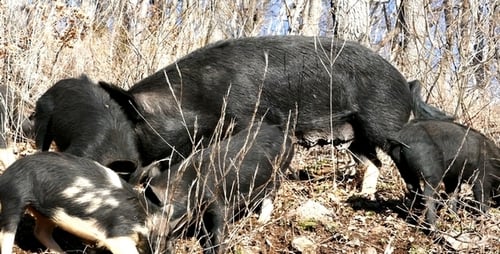 Wilde Schweine 12