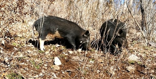 Wilde Schweine 13