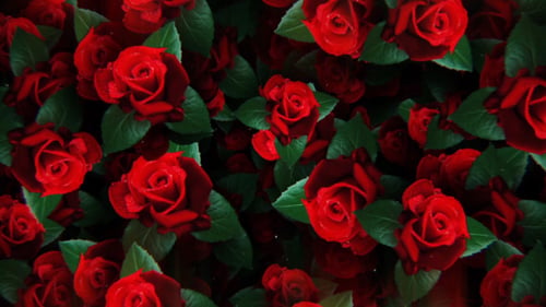 Falling Roses