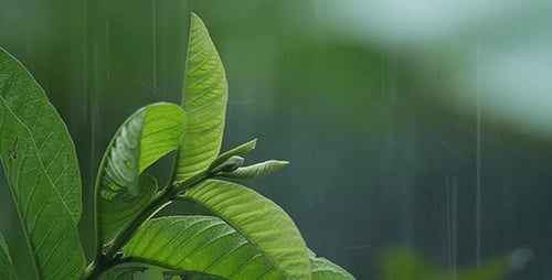 Hojas jóvenes bajo la lluvia