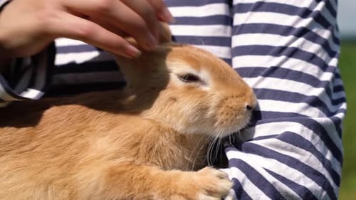 Tan Rabbit Being Gently Pet by Person