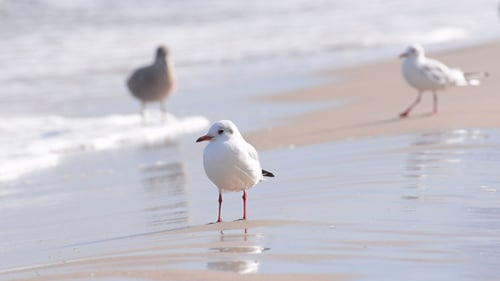 Möwe