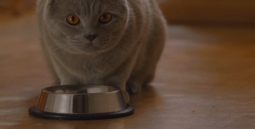 Katzenfutter in Metallschale
