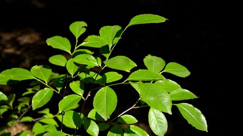 Leaves