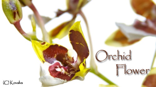 Opening Orchid Flower