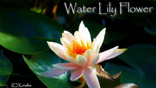 Pink Water Lily Blooming on Lily Pad