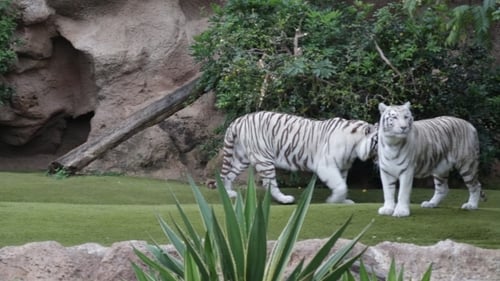 Zwei weiße Tiger in einem Theaterstück