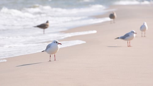 Seagulls Relaxing on a Sandy Beach Coastline