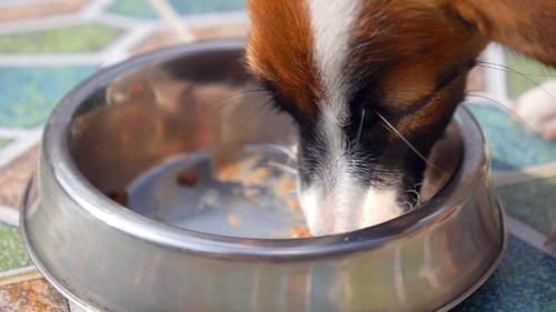 Dog Feasting from Silver Bowl, Close Up