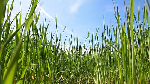 Green Wheat