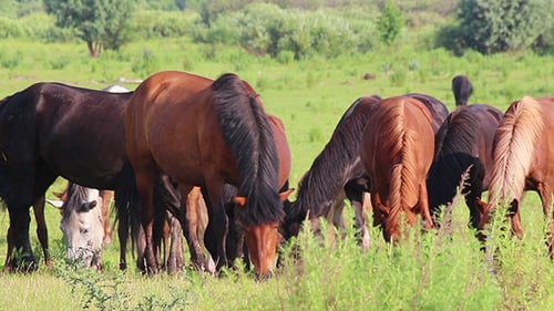 Horses Grazing Peacefully in a Green Pasture