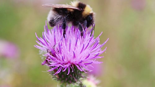 Bumblebee on Thistle Flower Collecting Pollen