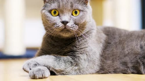 Hermoso gato gris de pura raza escocesa