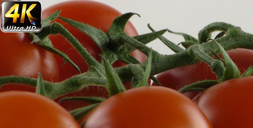 Close Up of Ripe Red Tomatoes on Vine