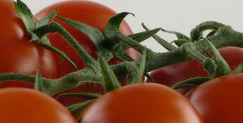 Tomato on Plate 2