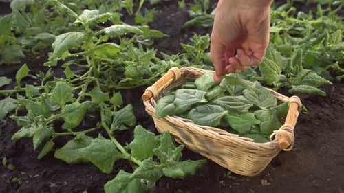 Harvesting Spinach. Slow Motion 2x.