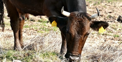Cow 1